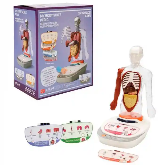 Sesli İnsan Vücudu Modeli Bilim Seti