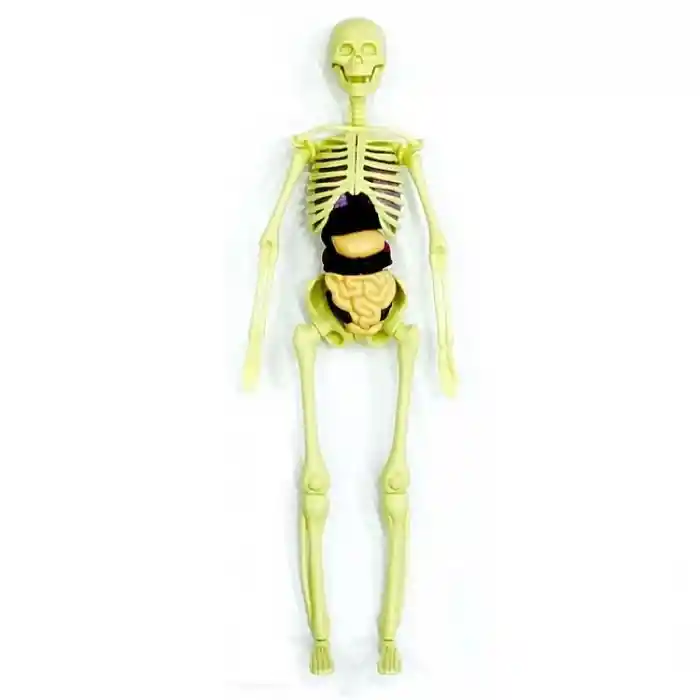 The Human Body İnsan Vücudu 3D Eğitim Seti 3302