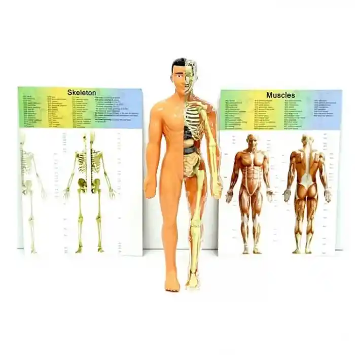 The Human Body İnsan Vücudu 3D Eğitim Seti 3302