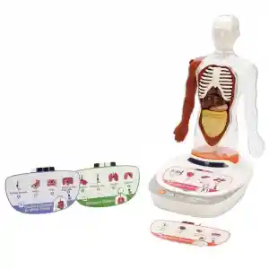 S00005280 BİLİM SET İNSAN VÜCUDU MODELİ 23PRÇ