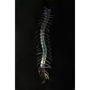 Şeffaf Renk Karanlıkta Parlayan Fosforlu Kırkayak 13 cm 1 Adet