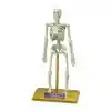 Bilim Seti : İnsan İskeleti