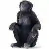 Bonobo