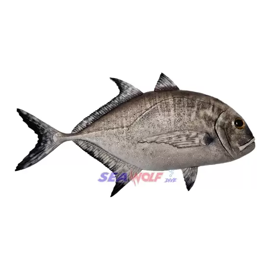 Gt Balığı