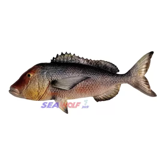Sinarit Balığı