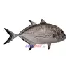 Gt Balığı