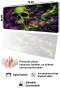 SonicTouch Klavye Mousepad 32x70cm Toxic Skull Dikişsiz Pürüzsüz Sıvı Geçirmez Kaymaz Taban