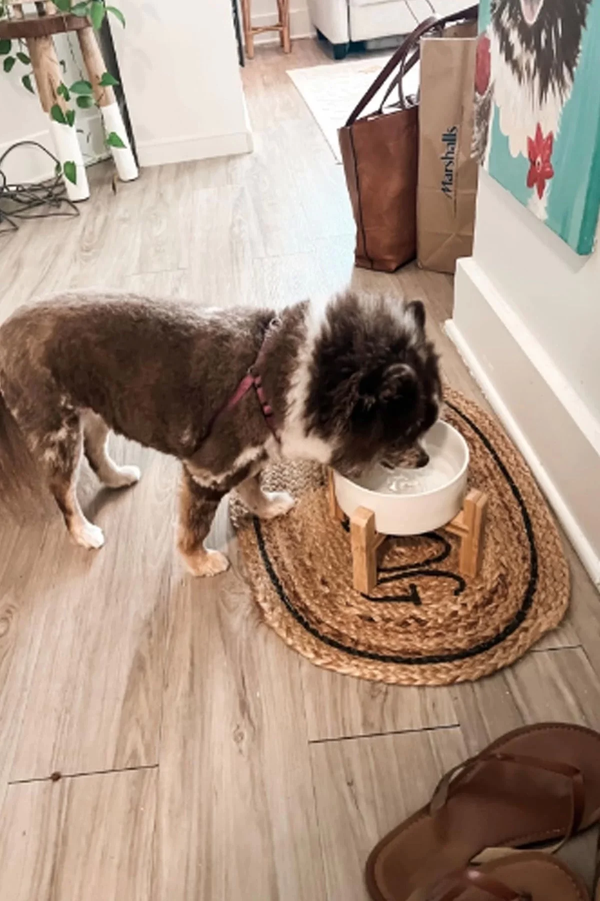 MatGo Pati Kedi Köpek Beslenme Mama Su Kabı Seramik Kaseli 500Ml Hacimli Kaymaz Şık ve Hijyenik 2’li Set