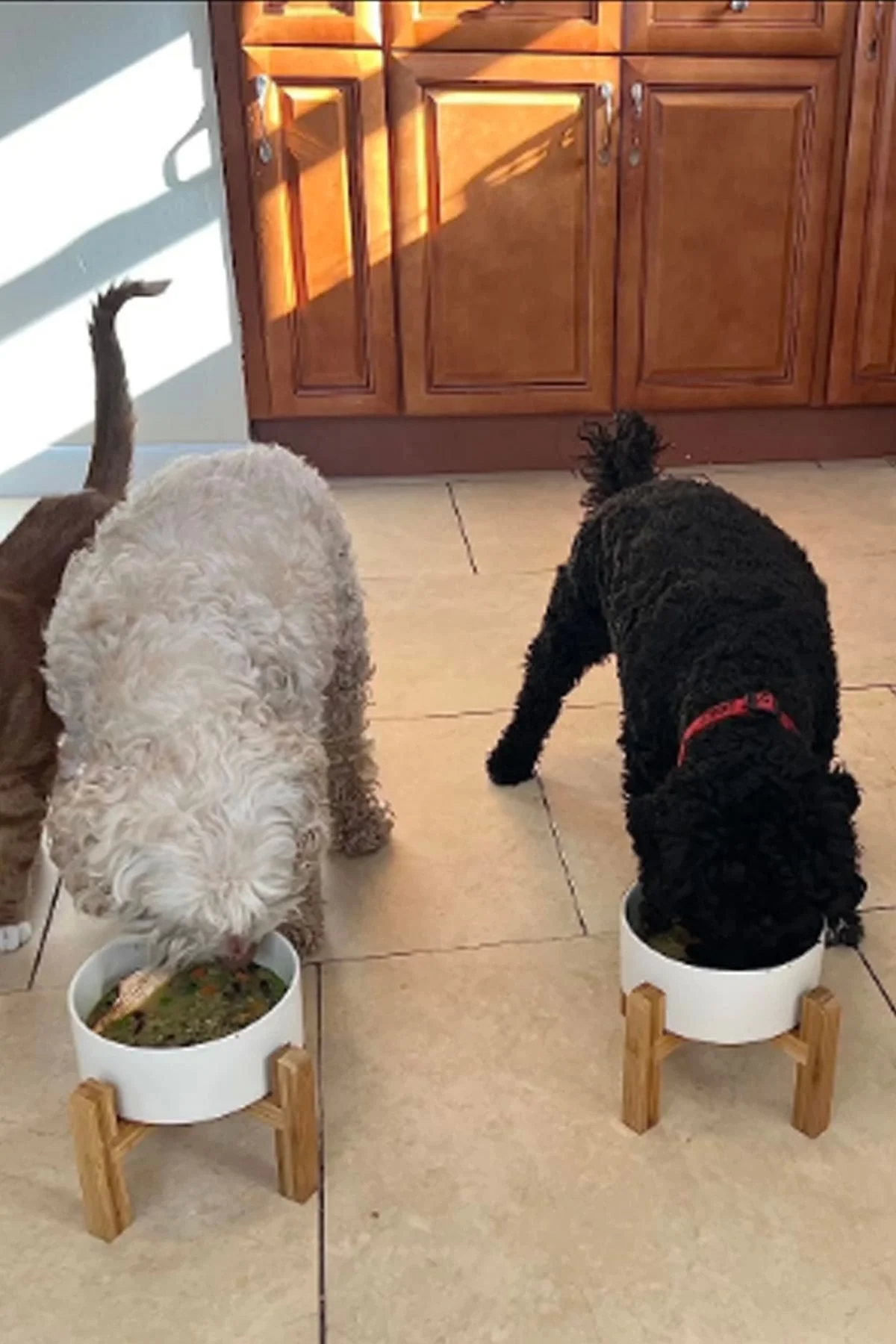 MatGo Pati Kedi Köpek Beslenme Mama Su Kabı Seramik Kaseli 500Ml Hacimli Kaymaz Şık ve Hijyenik 2’li Set