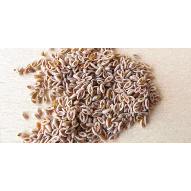 Dökme Tohumlar Karnıyarık Tohumu - 100 gr