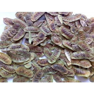 Dökme Bitkiler Aşlık Otu / Devegözü -100 Gr