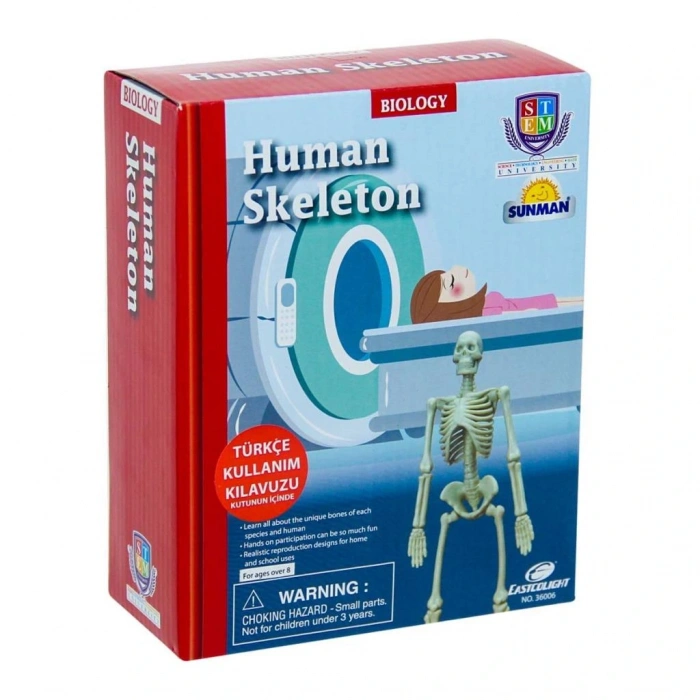 Bilim Seti : İnsan İskeleti
