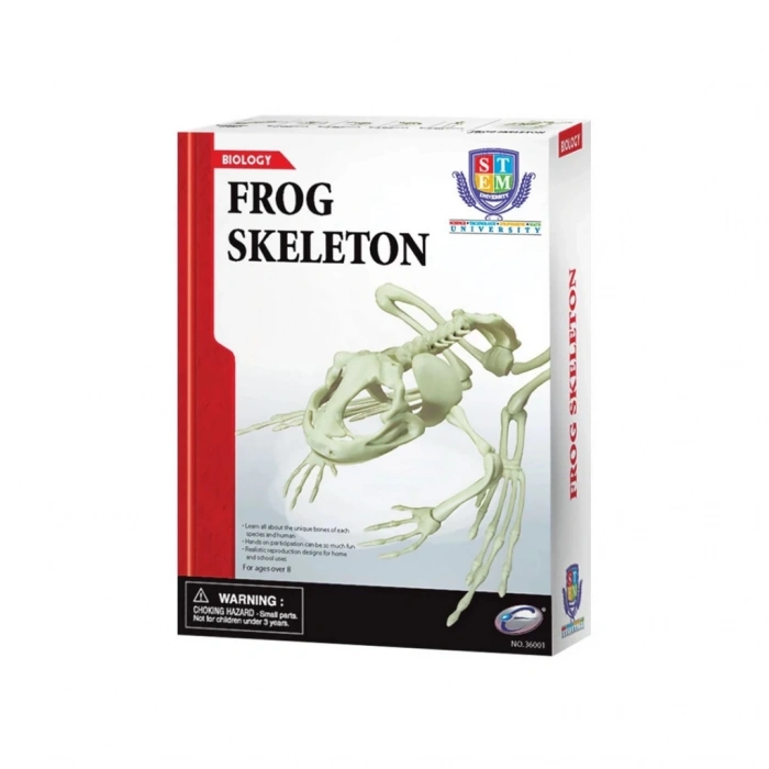 Timion Kurbağa İskeleti Bilim Seti