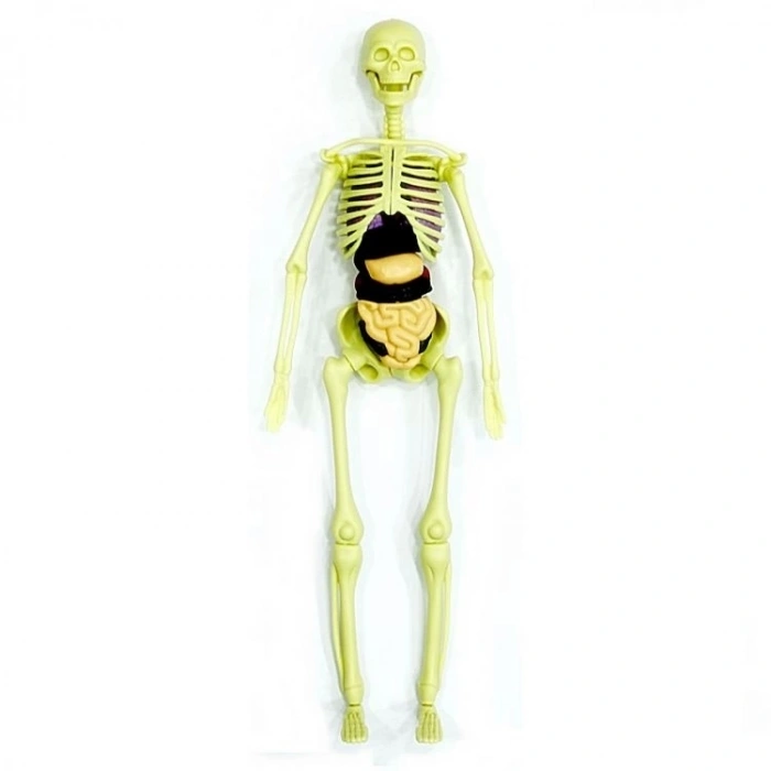 The Human Body İnsan Vücudu 3D Eğitim Seti 3302