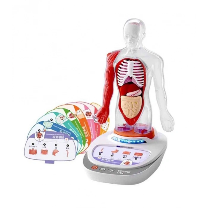 Timion S00005280 BİLİM SET İNSAN VÜCUDU MODELİ 23PRÇ