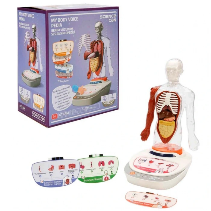 Timion Sesli İnsan Vücudu Modeli Bilim Seti