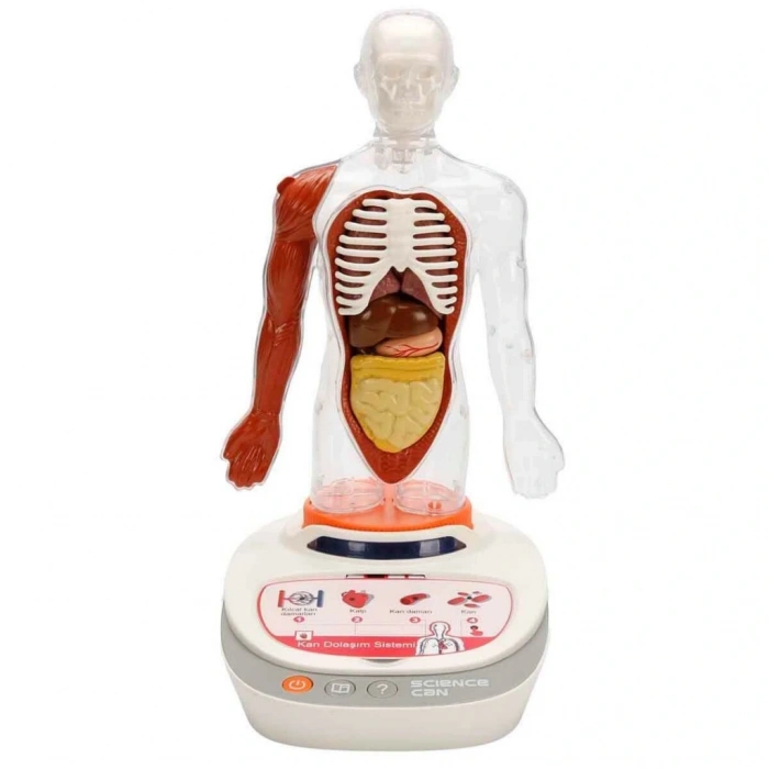 Timion Sesli İnsan Vücudu Modeli Bilim Seti