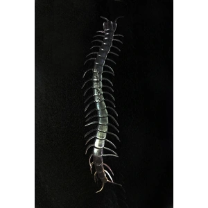 Şeffaf Renk Karanlıkta Parlayan Fosforlu Kırkayak 13 cm 1 Adet