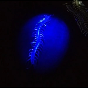 Şeffaf Renk Karanlıkta Parlayan Fosforlu Kırkayak 13 cm 1 Adet (5148)