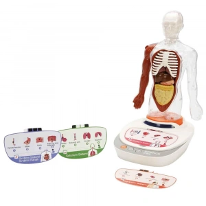 Timion S00005280 BİLİM SET İNSAN VÜCUDU MODELİ 23PRÇ