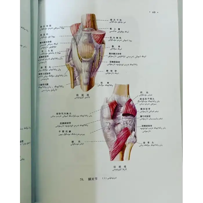 ئادەم ئاناتومىيىسىنىڭ رەڭلىك ئاتلىسى