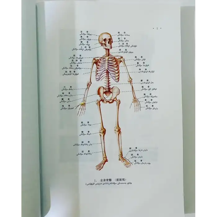 ئادەم ئاناتومىيىسىنىڭ رەڭلىك ئاتلىسى
