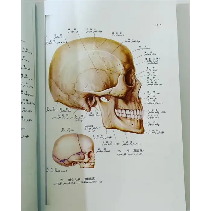 ئادەم ئاناتومىيىسىنىڭ رەڭلىك ئاتلىسى