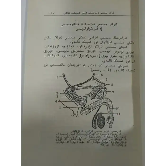 ئەرلەر جىنسىي ئاجىزلىقىنى ئۇيغۇر تېبابىتىدە داۋالاش