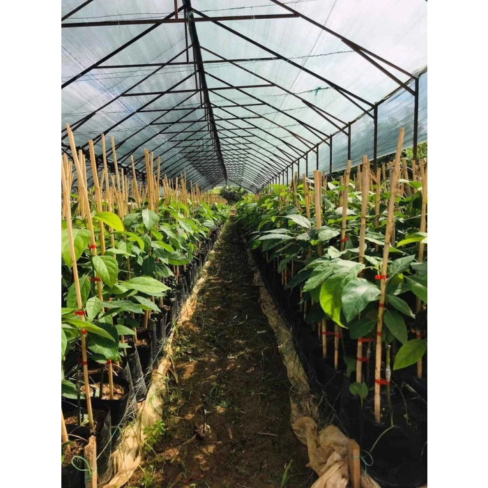 BİTKİ DESTEK CUBUGU 1 METRE YUKSEKLIK 20 ADET