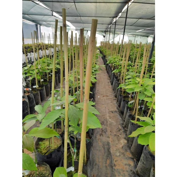 BİTKİ DESTEK CUBUGU 1 METRE YUKSEKLIK 20 ADET