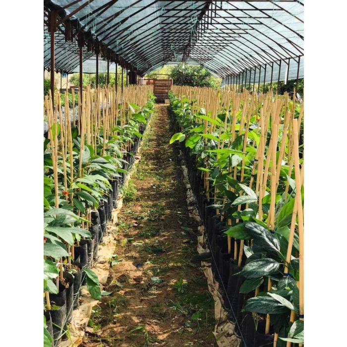 BİTKİ DESTEK CUBUGU 1 METRE YUKSEKLIK 20 ADET