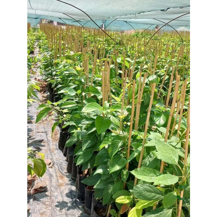 BİTKİ DESTEK CUBUGU 20 LI 2 METRE YUKSELKLIK