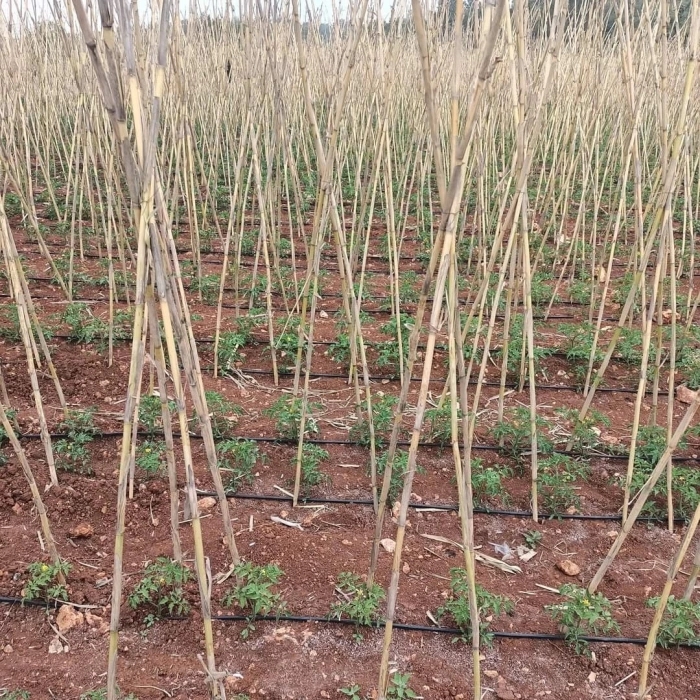 BİTKİ DESTEK CUBUGU 20 LI 2 METRE YUKSELKLIK