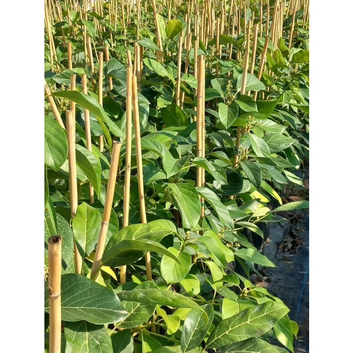 BİTKİ DESTEK CUBUGU 20 LI 2 METRE YUKSELKLIK