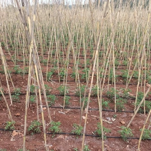 BİTKİ DESTEK CUBUGU 20 LI 2 METRE YUKSELKLIK