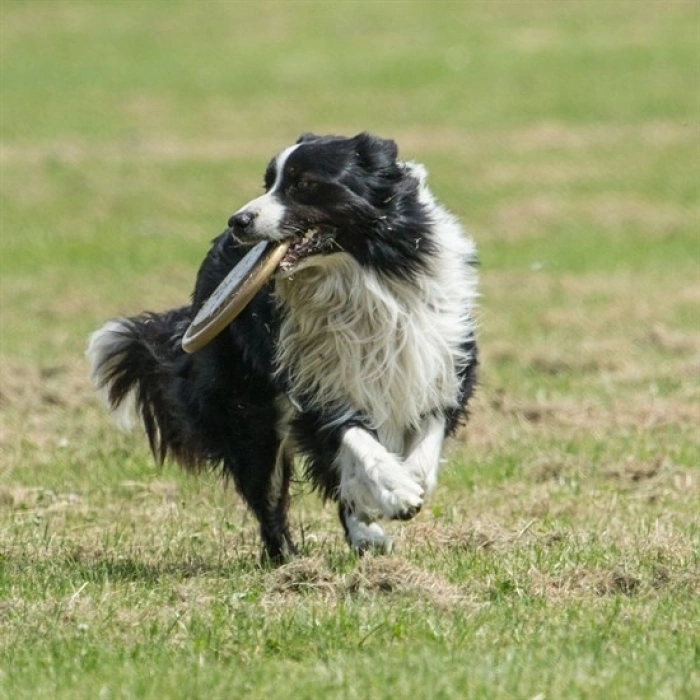 Hem  Eğitici Ve Hem Eğlenceli Yuvarlak Hafif Ağırlıklı Köpek Frizbi Oyuncağı (5263)