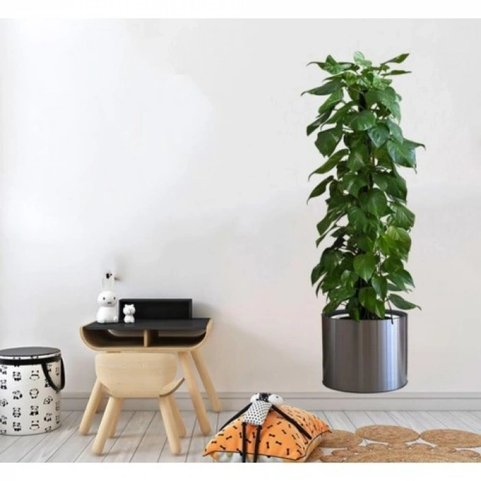 Saksılı Bitki Tasarımlı Yapışkanlı Sticker Resim 90*30 cm (5263)