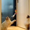 Elastik Kendinden Yapışkanlı Solucan Kedi Oltası (5263)