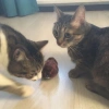 Kurmalı Kedi Eğitim Oyuncağı Tüylü Peluş Fare Yakalama İnteraktif Sevimli Eğlenceli Oyuncak (5263)