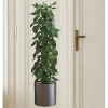 Saksılı Bitki Tasarımlı Yapışkanlı Sticker Resim 90*30 cm (5263)