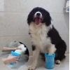 Welfare Köpek Pati Yıkama Aparatı KÜÇÜK (5263)