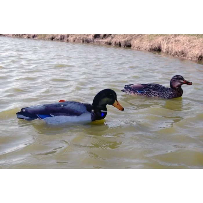 NRA FUD Mallard Ducks Ördek Mühre-(3 ERKEK-3 DİŞİ)