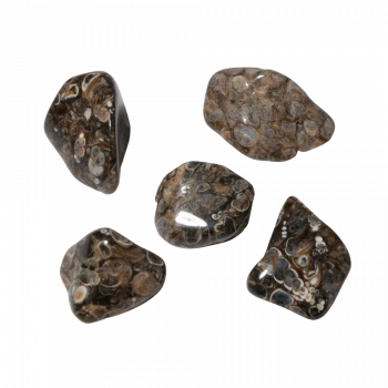 Turritella Doğal Taş Tımbıl El Taşı